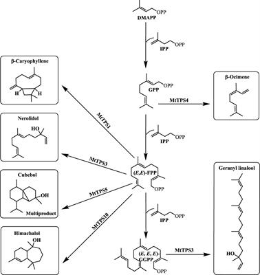 Biochemical analysis of the TPS-a subfamily in Medicago truncatula